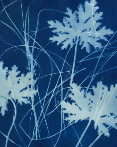 Enchanted Cyanotype IV - Wall Art - By Nancy Green- Gallery Art Company