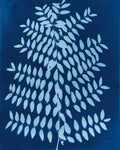 Enchanted Cyanotype VIII - Wall Art - By Nancy Green- Gallery Art Company