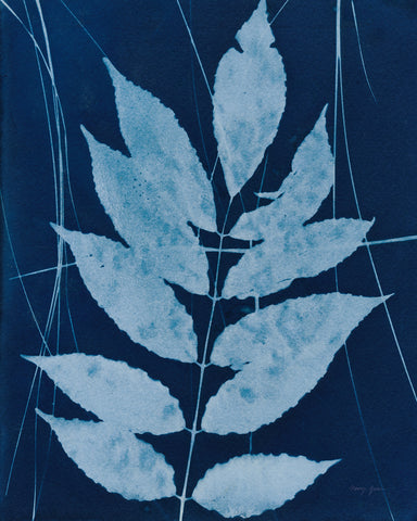 Enchanted Cyanotype IX - Wall Art - By Nancy Green- Gallery Art Company