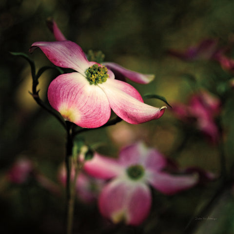 Pink Dogwood II - Wall Art - By Debra Van Swearingen- Gallery Art Company