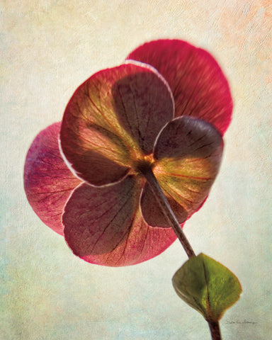 Lenton Rose II - Wall Art - By Debra Van Swearingen- Gallery Art Company