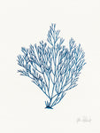Sea Garden II Royal Blue - Wall Art - By Katie Pertiet- Gallery Art Company