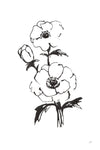 Line Anemone II - Wall Art - By Chris Paschke- Gallery Art Company
