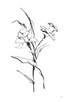Line Daffodil - Wall Art - By Chris Paschke- Gallery Art Company