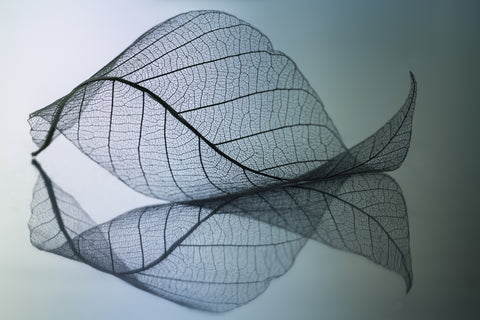 Curvaceousness - Wall Art - By Shihya Kowatari- Gallery Art Company