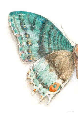 Fragile Wings III - Wall Art - By Danhui Nai- Gallery Art Company