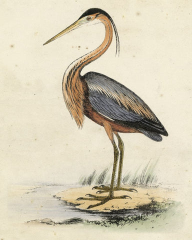 Antique Heron II - Wall Art - By Unknown- Gallery Art Company