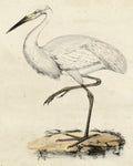 Antique Heron III - Wall Art - By Unknown- Gallery Art Company