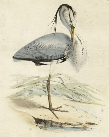 Antique Heron IV - Wall Art - By Unknown- Gallery Art Company