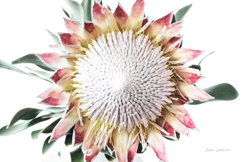 Protea Center II - Wall Art - By Elise Catterall- Gallery Art Company