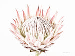 Pastel Protea I - Wall Art - By Elise Catterall- Gallery Art Company