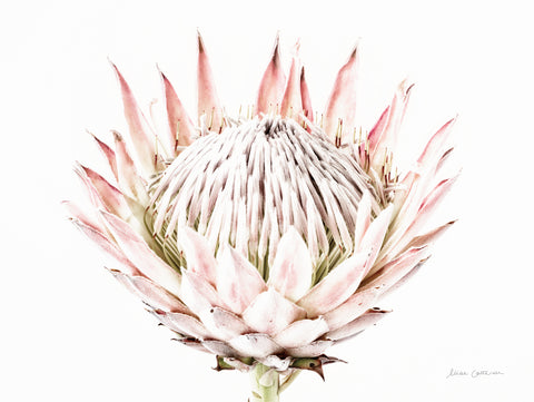 Pastel Protea I - Wall Art - By Elise Catterall- Gallery Art Company