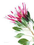 Bold Protea III - Wall Art - By Elise Catterall- Gallery Art Company