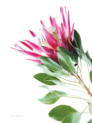 Bold Protea III - Wall Art - By Elise Catterall- Gallery Art Company