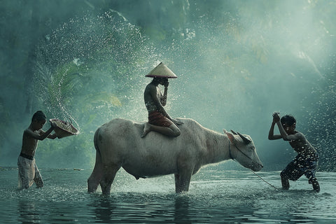 Water Buffalo - Wall Art - By Vichaya- Gallery Art Company