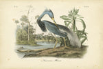 Audubons Louisiana Heron - Wall Art - By John James Audubon- Gallery Art Company