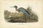 Audubons Blue Heron - Wall Art - By John James Audubon- Gallery Art Company