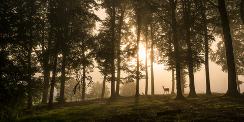 Deer in the morning mist. - Wall Art - By Leif Londal- Gallery Art Company