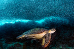 Turtle and Sardines - Wall Art - By Henry Jager- Gallery Art Company