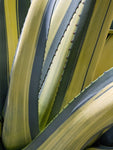 Variegated Agave II - Wall Art - By Rachel Perry- Gallery Art Company