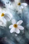 Cosmos - Wall Art - By Mandy Disher- Gallery Art Company