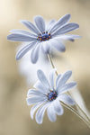 Cape daisies - Wall Art - By Mandy Disher- Gallery Art Company