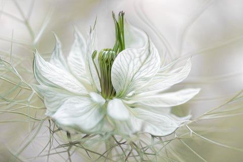 Nigella - Wall Art - By Mandy Disher- Gallery Art Company