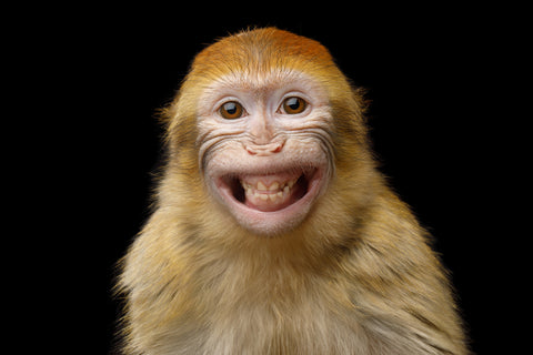 Funny Barbary Macaque - Wall Art - By Seregraff- Gallery Art Company