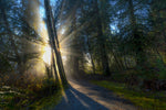 Forest Sun Rays - Wall Art - By Vladimir Kostka- Gallery Art Company