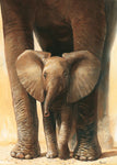 Elephant Love II - Wall Art - By Renee- Gallery Art Company