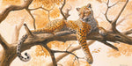 Laying Tiger - Wall Art - By Frank Norman- Gallery Art Company