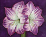 Purple Amaryllis - Wall Art - By Kaye Lake- Gallery Art Company