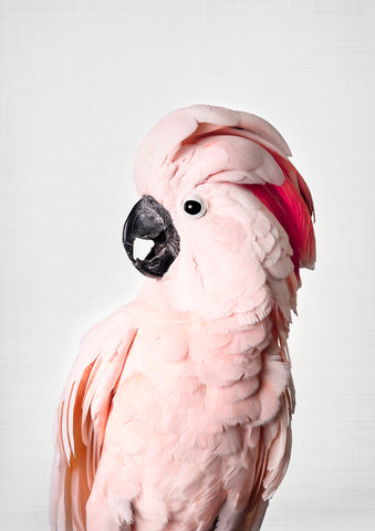 Pink Cockatoo - Wall Art - By SISI & SEB ART- Gallery Art Company