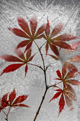 red maple - Wall Art - By Secundino Losada- Gallery Art Company