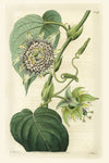 Antique Passionflower I - Wall Art - By M. Hart- Gallery Art Company