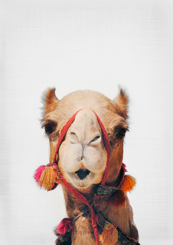 Camel - Wall Art - By SISI & SEB ART- Gallery Art Company
