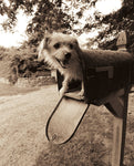Youve Got Mail - Wall Art - By Jim Dratfield- Gallery Art Company