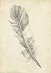 Feather Sketch I - Wall Art - By Ethan Harper- Gallery Art Company
