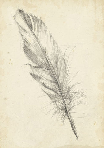 Feather Sketch III - Wall Art - By Ethan Harper- Gallery Art Company
