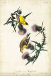 American Goldfinch - Wall Art - By John Audubon- Gallery Art Company