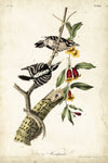 Downy Woodpecker - Wall Art - By John Audubon- Gallery Art Company