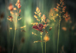 Last Light - Wall Art - By Florentin Vinogradof- Gallery Art Company