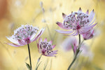 Astrantia Major - Wall Art - By Mandy Disher- Gallery Art Company