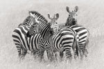 Zebras - Wall Art - By Kirill Trubitsyn- Gallery Art Company