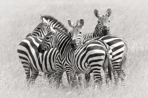 Zebras - Wall Art - By Kirill Trubitsyn- Gallery Art Company