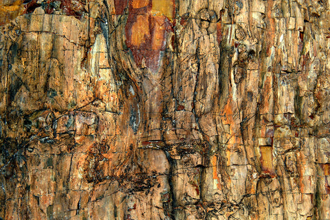 Bark - Wall Art - By Jure Kravanja- Gallery Art Company