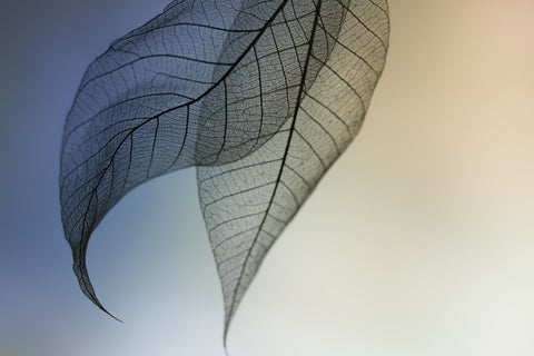 Cavatina - Wall Art - By Shihya Kowatari- Gallery Art Company