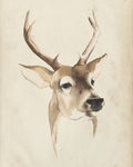 Watercolor Animal Study IV - Wall Art - By Grace Popp- Gallery Art Company