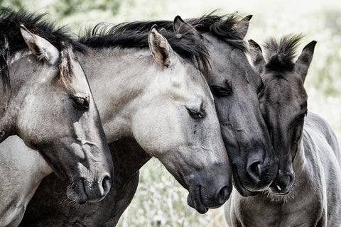 Four Konik Horses - Wall Art - By Jaap van den- Gallery Art Company