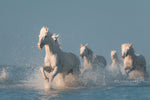 Angels of Camargue - Wall Art - By Rostovskiy Anton- Gallery Art Company